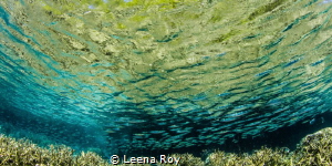 Coral reflections by Leena Roy 